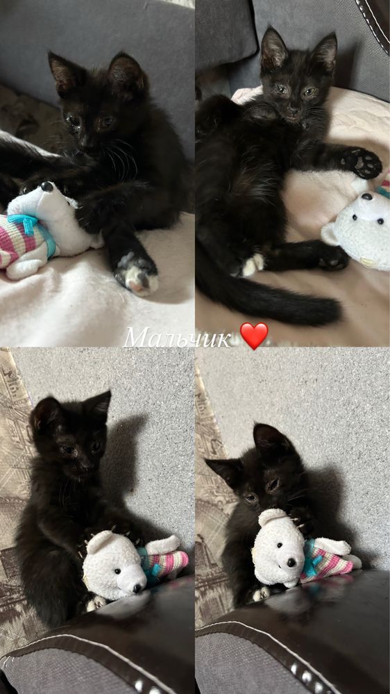 Отдам котят в хорошие руки