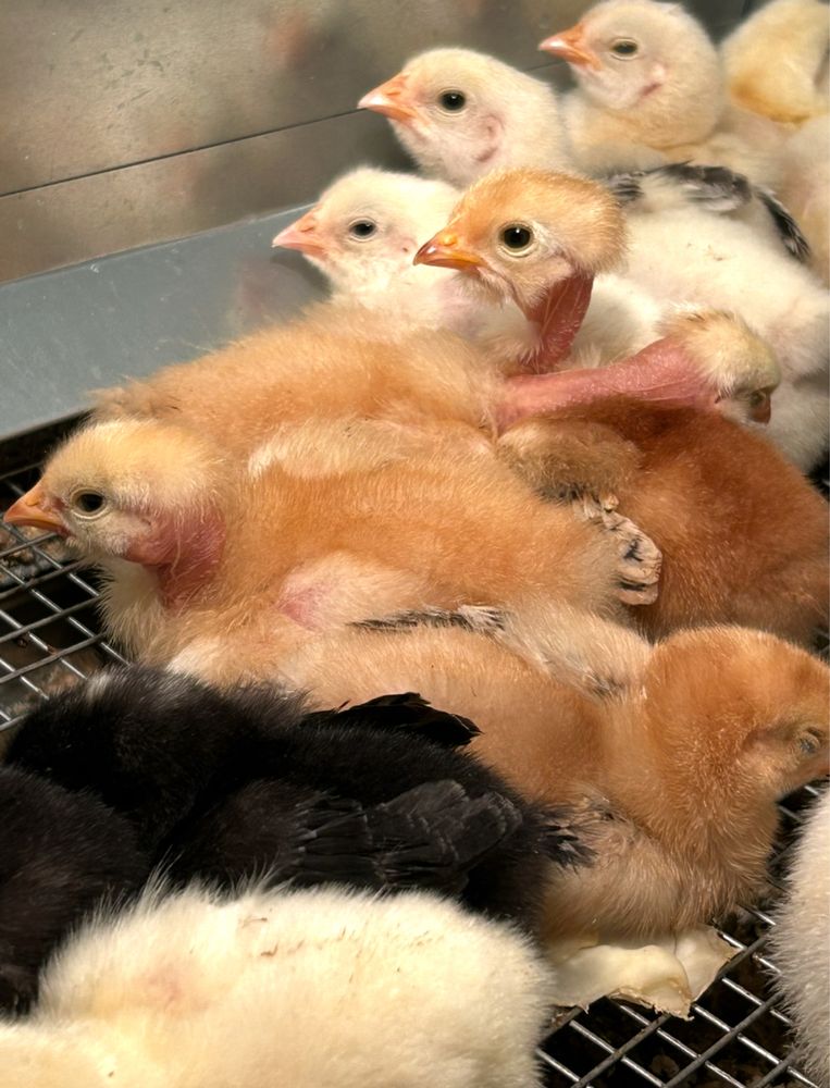 Продам куриное икубационное яйцо. Стадо микс . Оплод отличный!!!