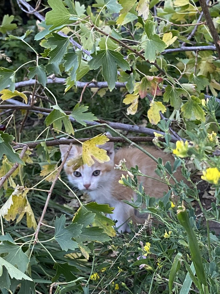 Отдадим котят в хорошие руки!