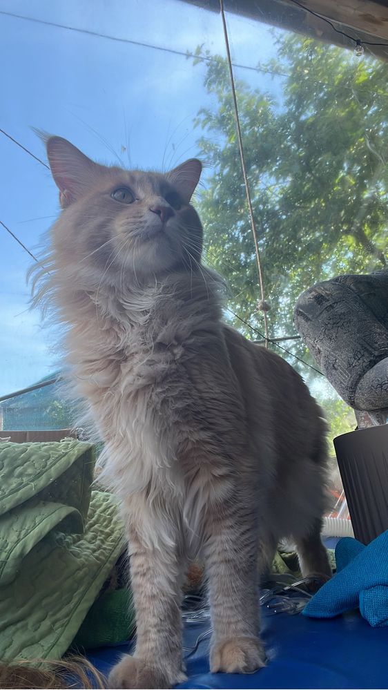 кошку для развязывания