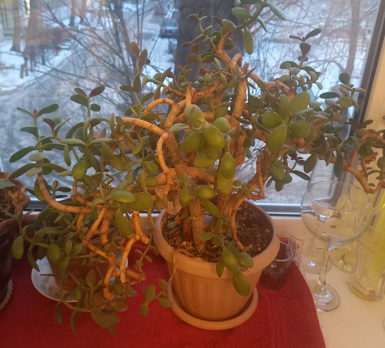 Продам цветы и алое