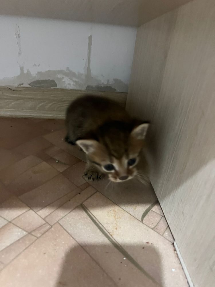 Отдам котенка девочку