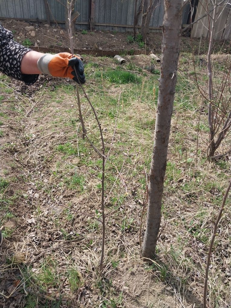 Продам саженцы сливы и вишни