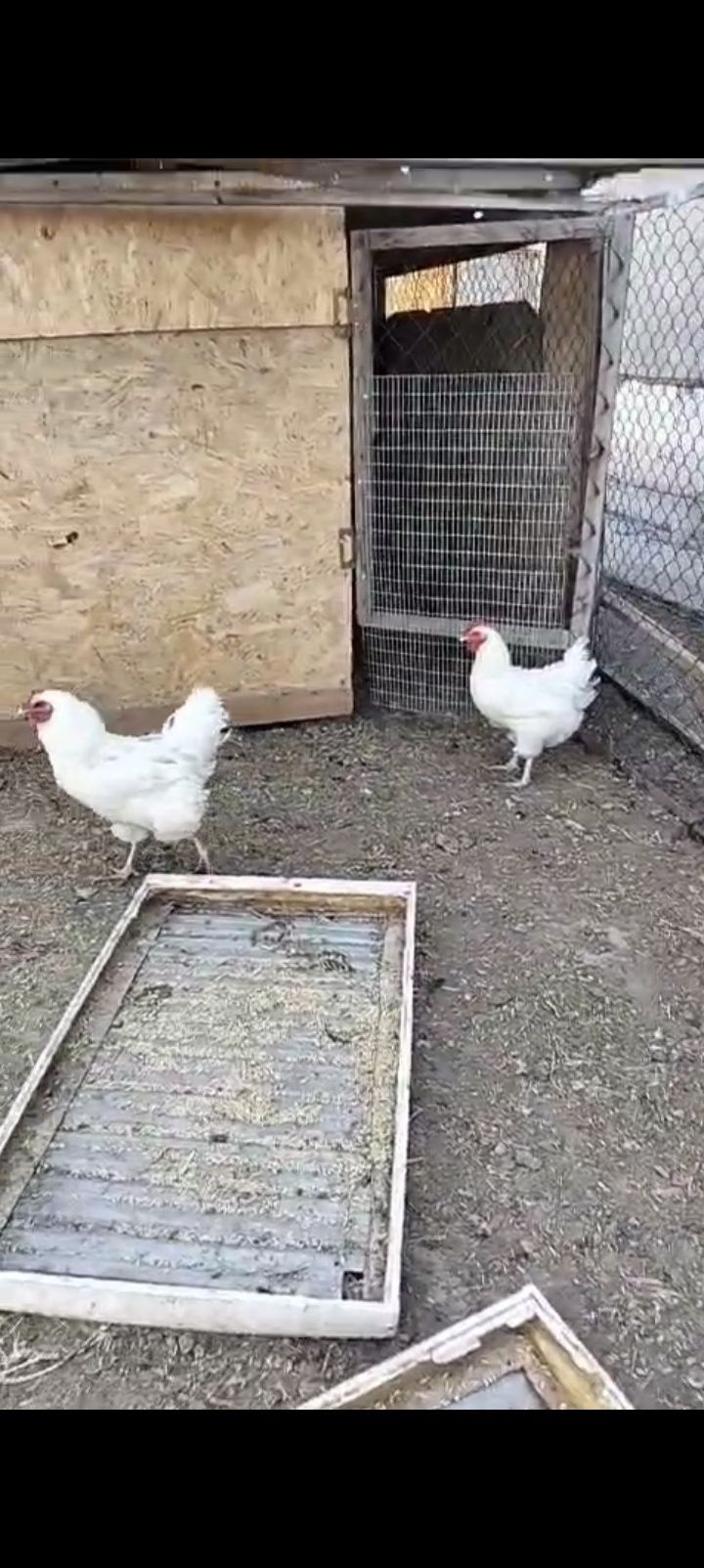 Белые куры джерсийских гигантов