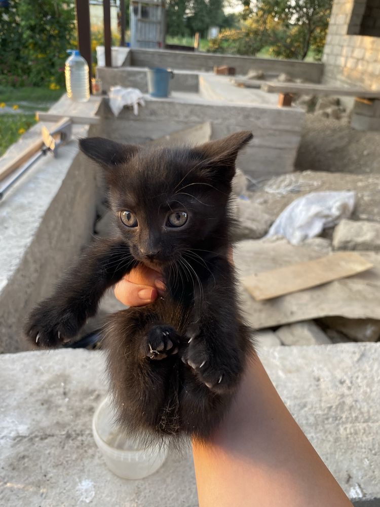 Кошки 2 девочка 1 мальчик