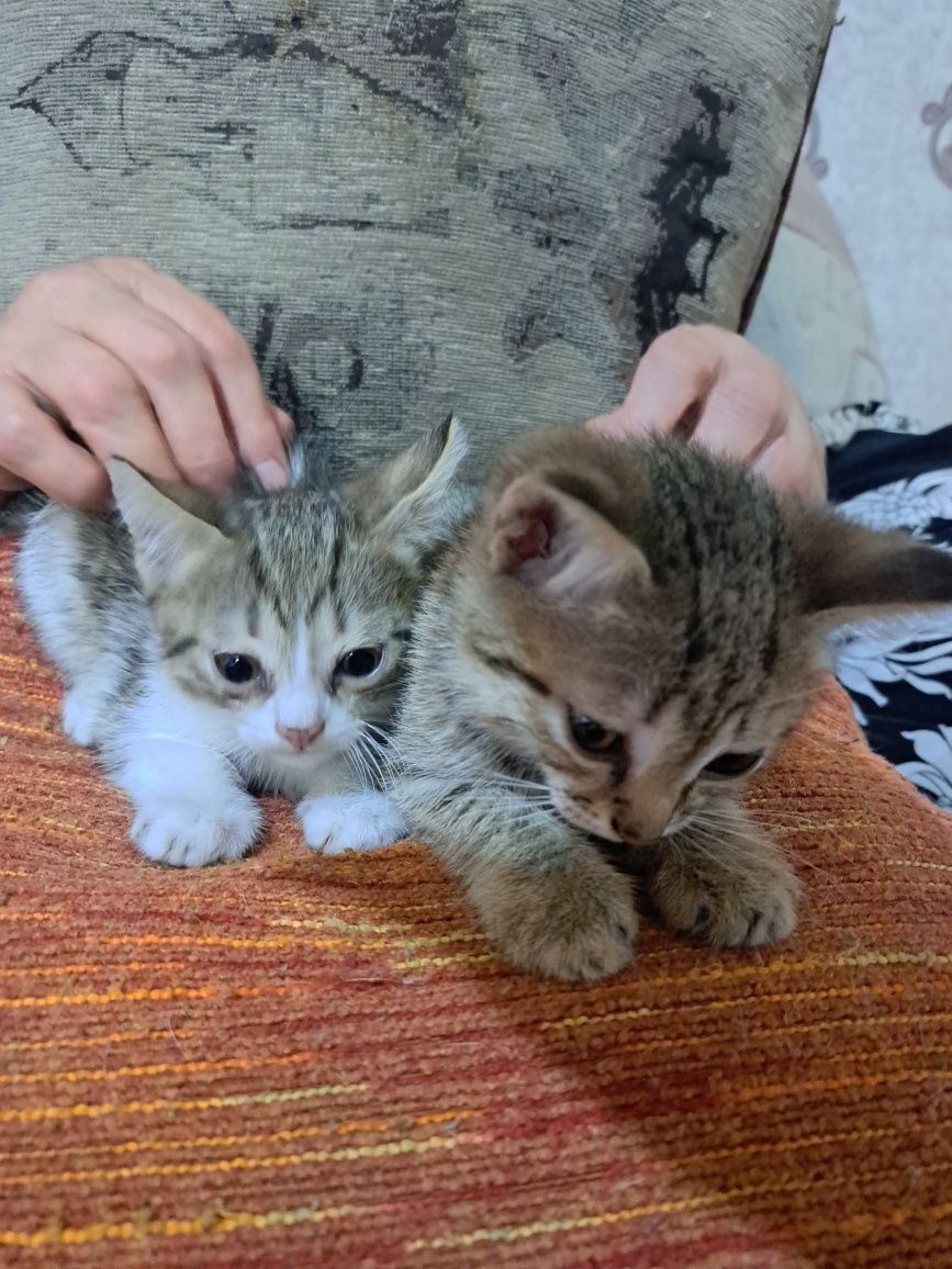 Отдам котят в добрые руки