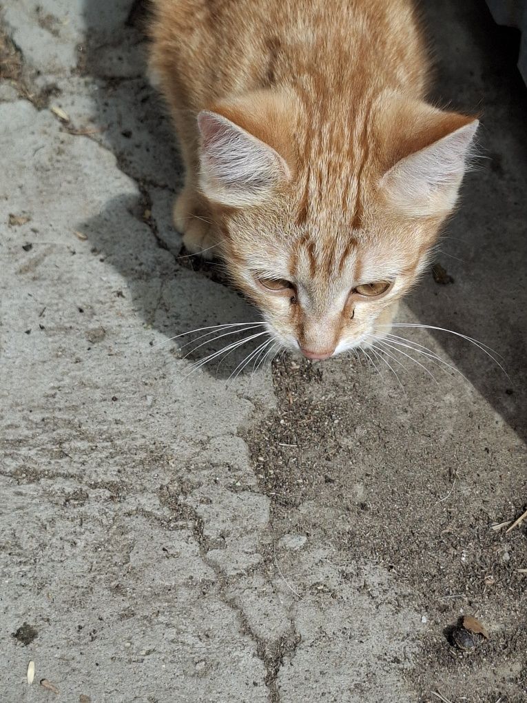 Отдам котенка!!!