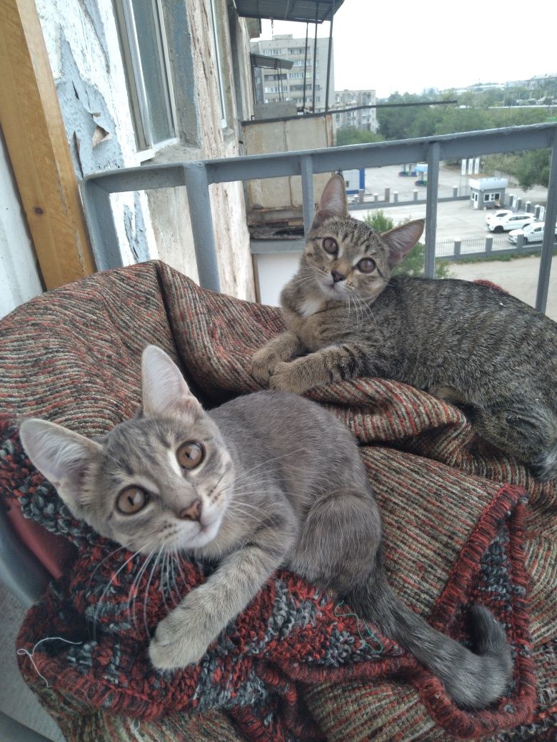 Котята необыкновенные. В добрые руки