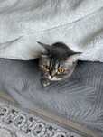 Отдам в хорошие руки кошку