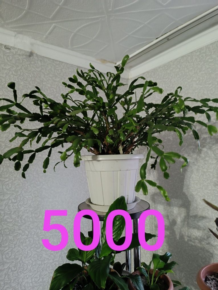 Продам дорого цветы