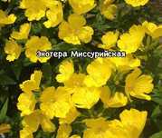 Многолетние растения для сада и кашпо