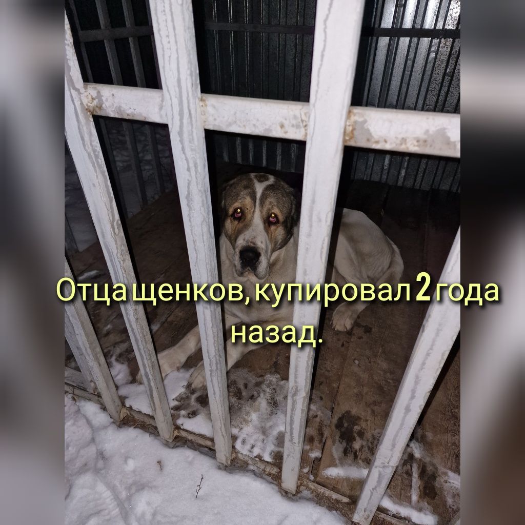 Купирование  ушей. Купировка
