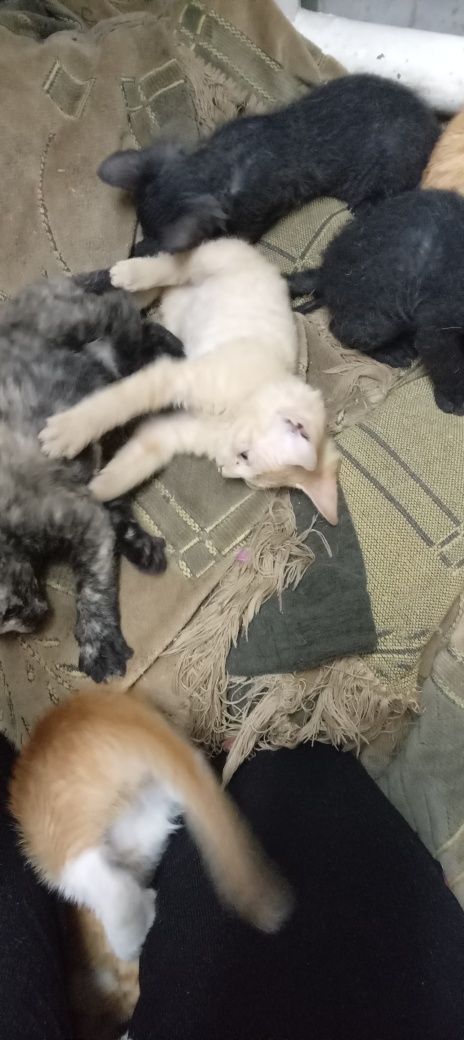 Котята брашки..2 месяца