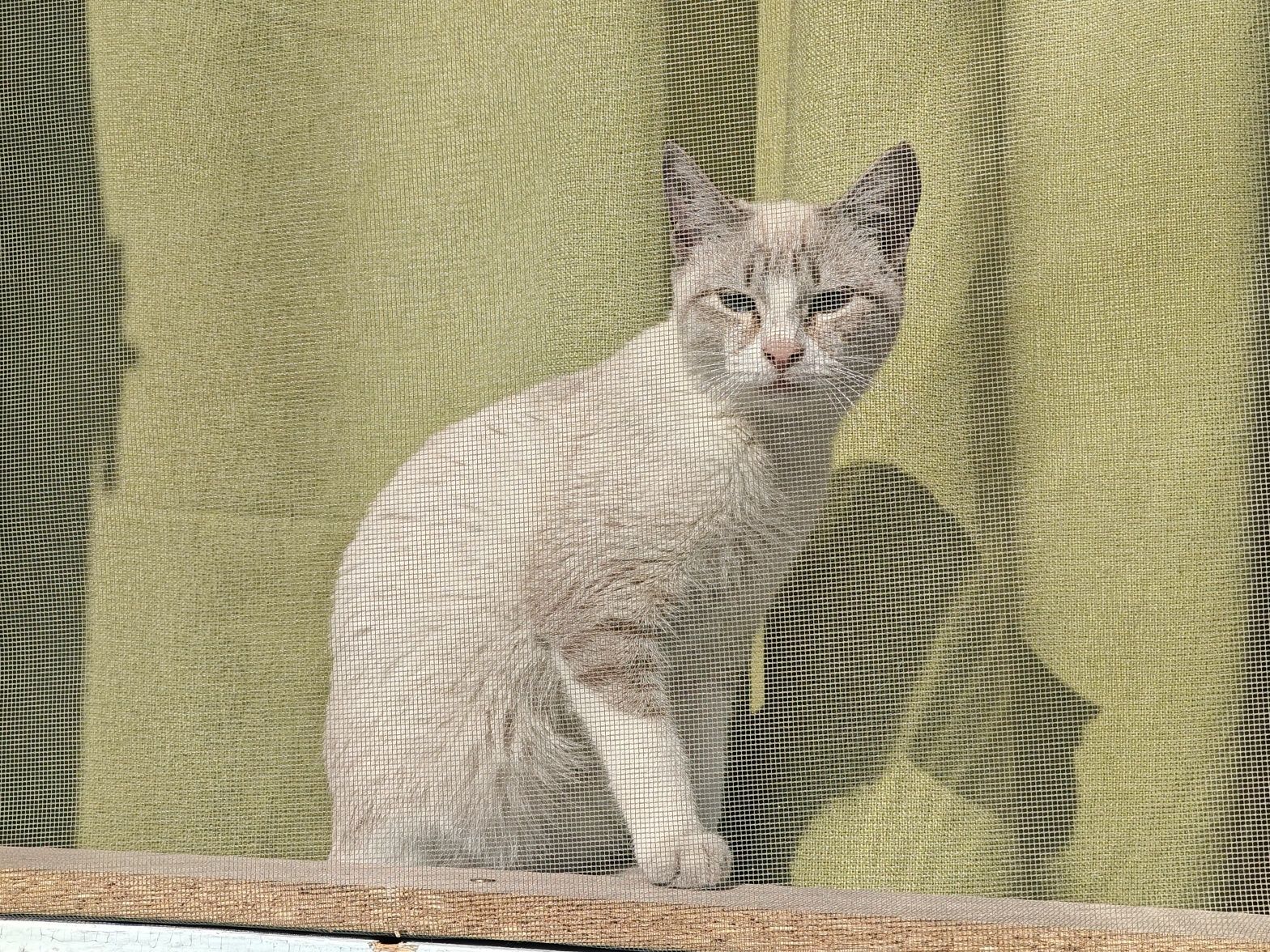 Отдается кошка в добрые руки