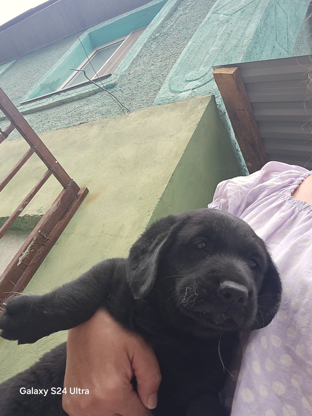 Щенок лабрадора! Продам