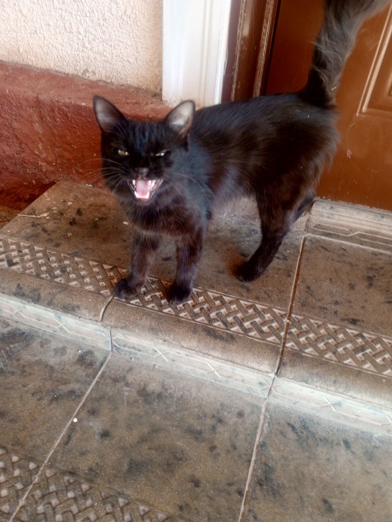 Отдам котёнка в добрые руки