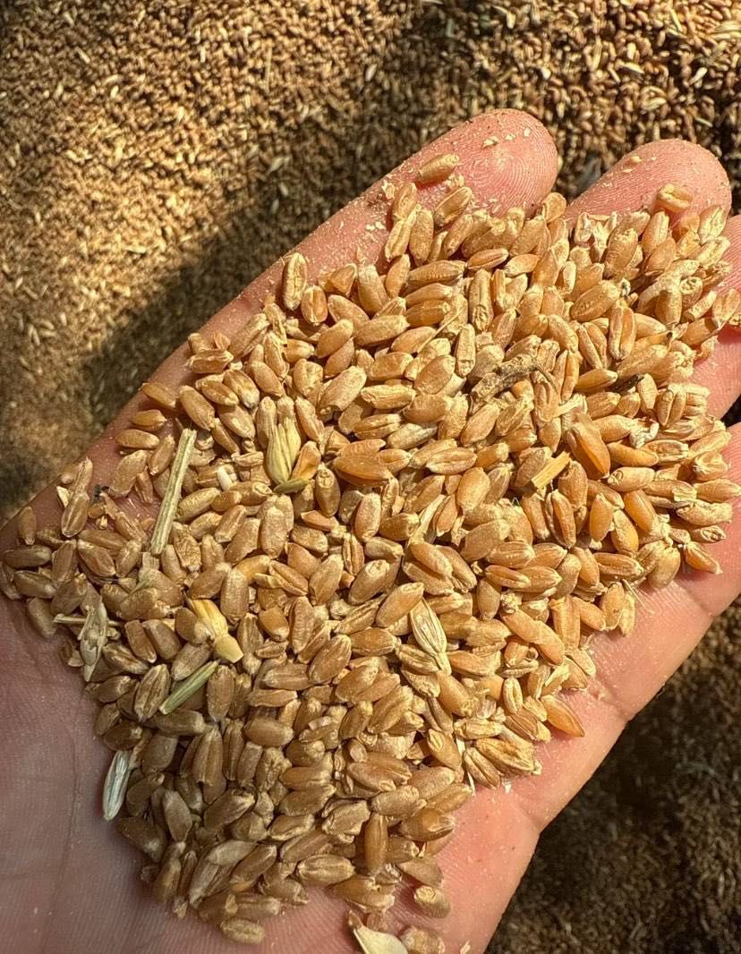 Продам пшеница отличную в наличии