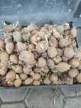 Продам картошку на семена по  200 ТГ килограмм