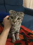 продам породистую кошку