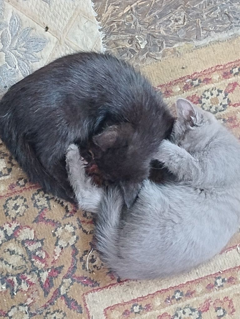 Отдам котят в хорошие руки