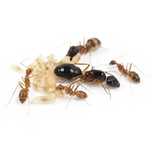 Camponotus pseudirritans