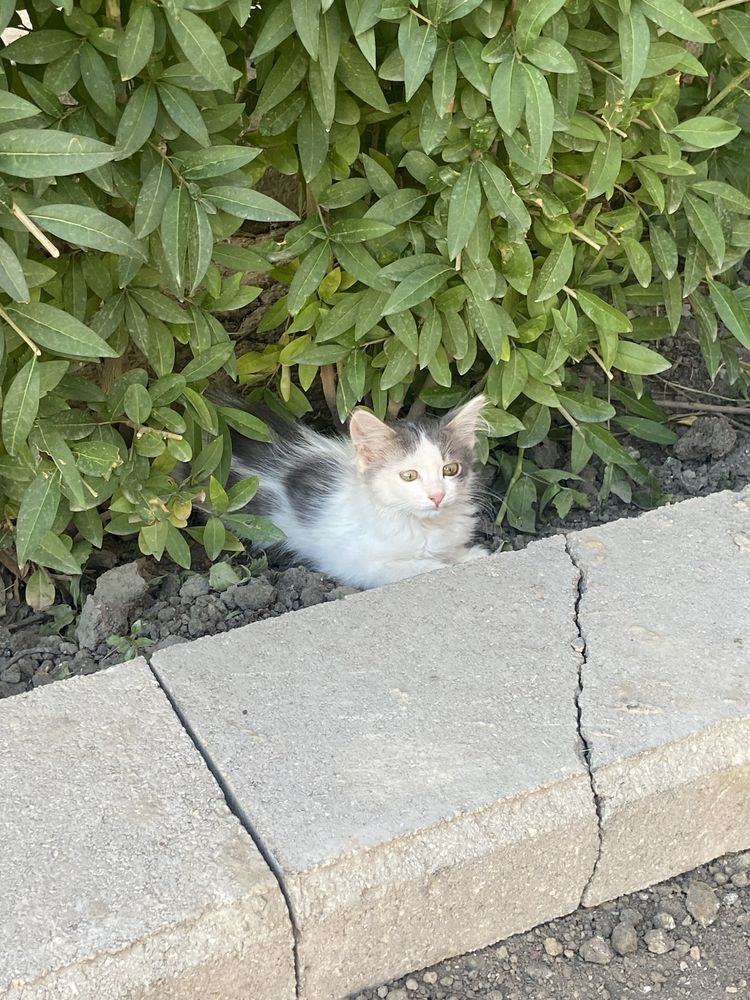 Бесплатно в добрые руки котята