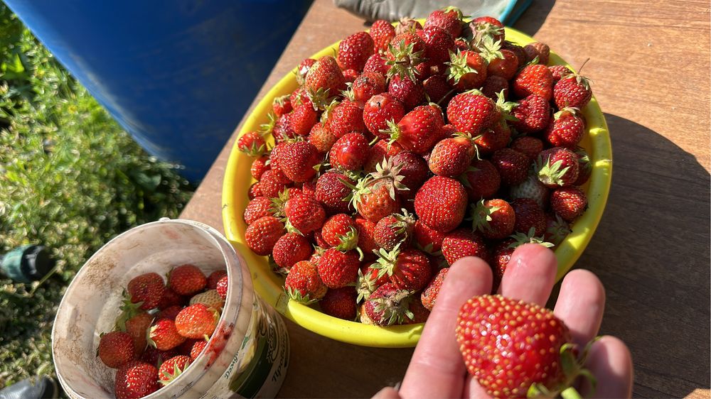 Продам рассаду клубники сорт Азия