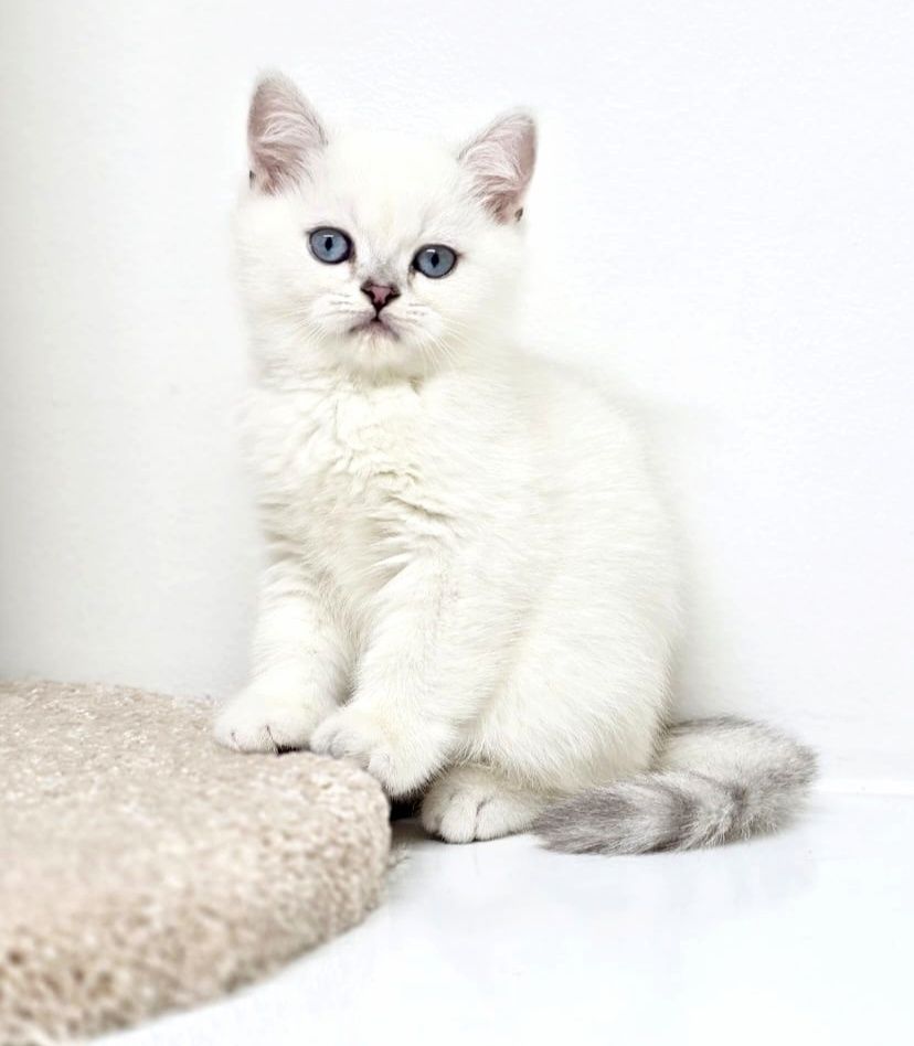 Британские котята