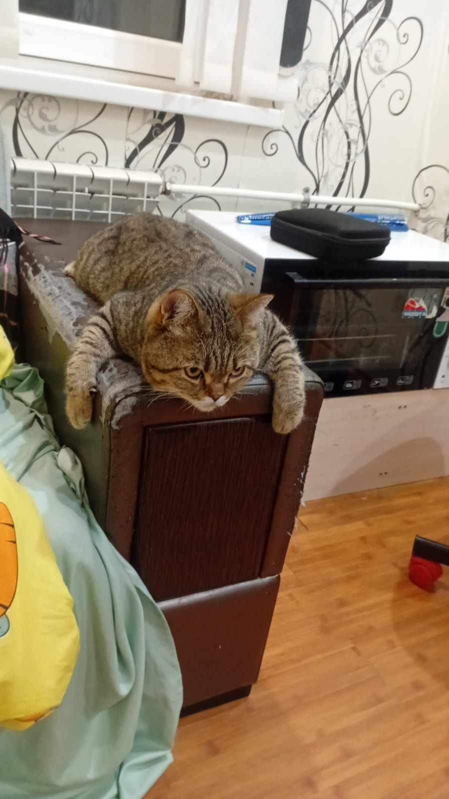 Животные домашние