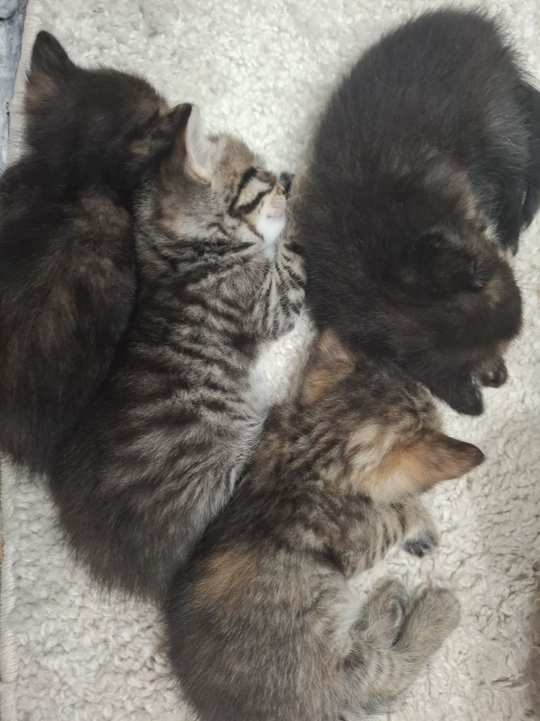 Отдам котят в хорошие руки
