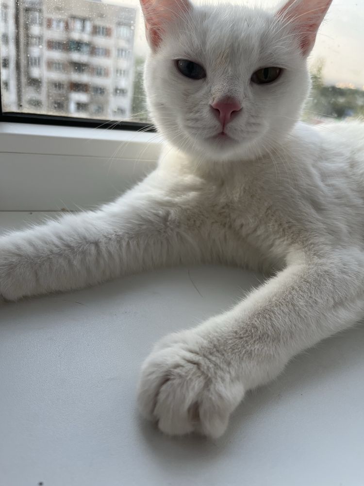 Белая кошечка подросток