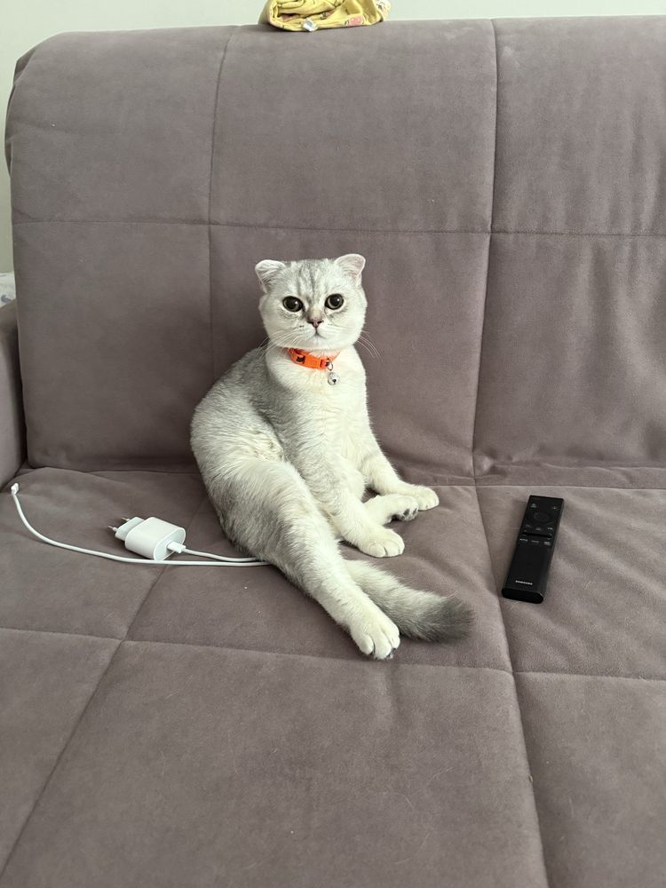 Кот на вязку вислоухий