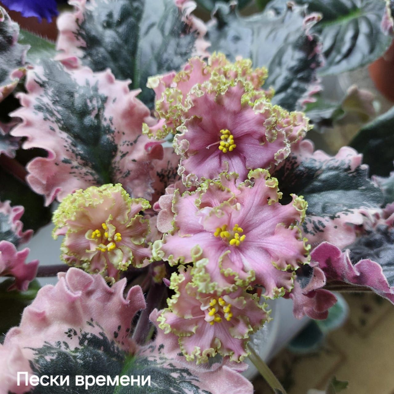 Новинки листочки 500тг