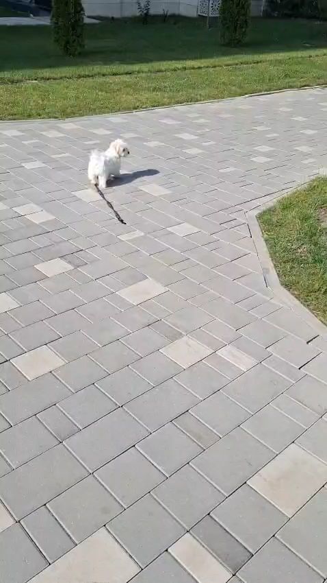 Мальтийская болонка