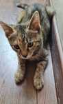 Отдам в добрые руки котенка девочку