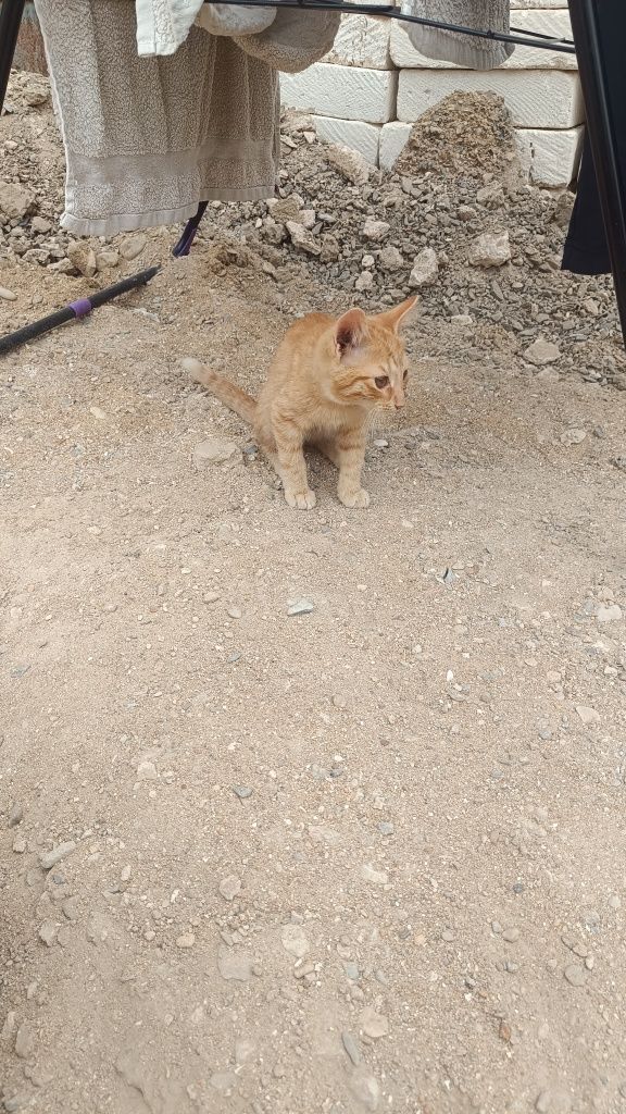 Мысык 1ай болган