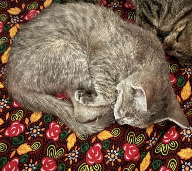 Шотландски котик