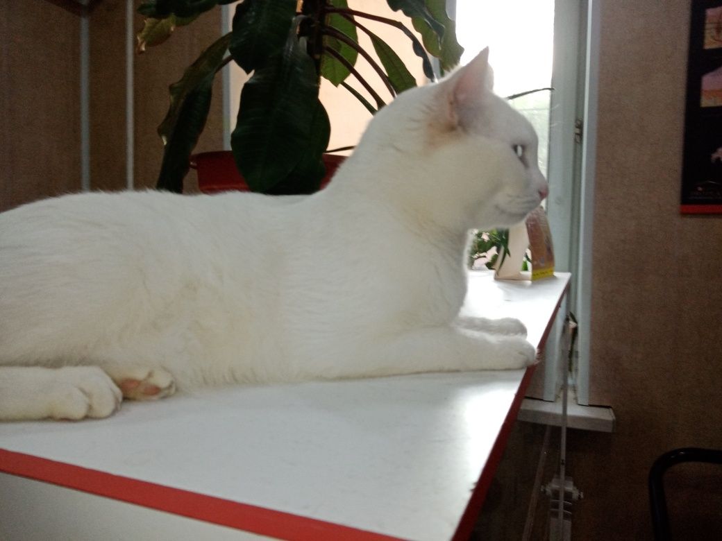 Отдам крупную стерильную кошку