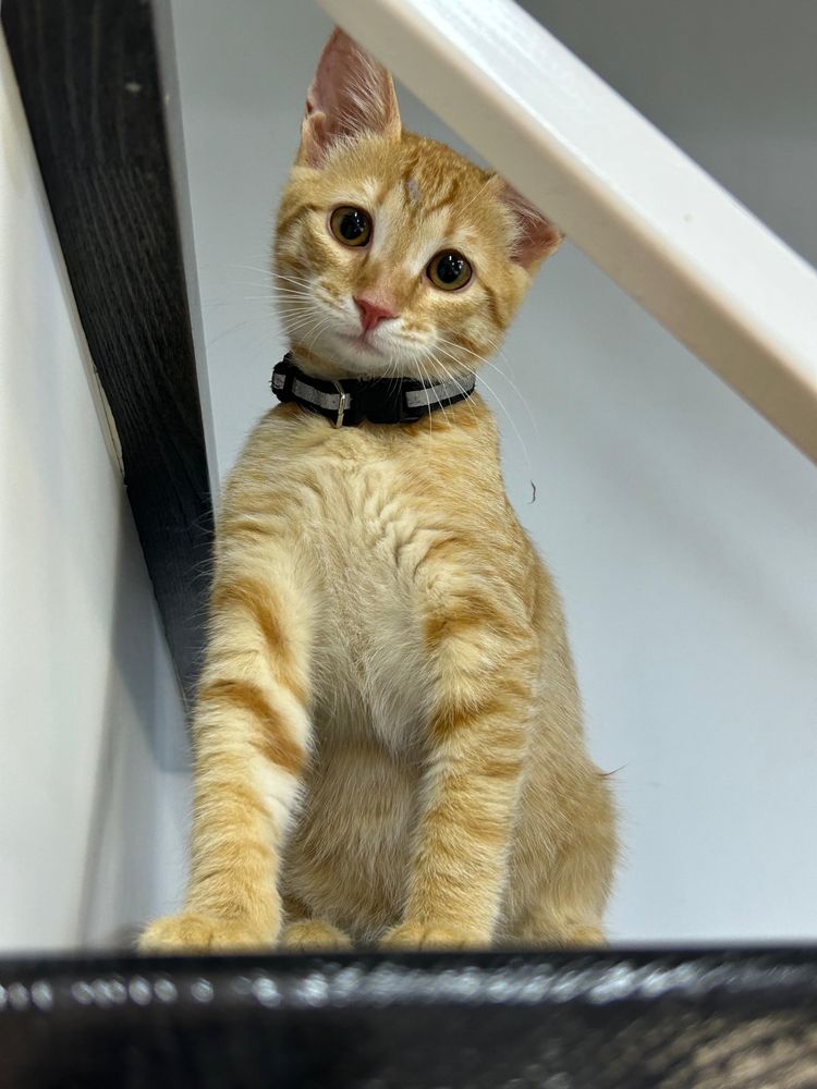 Рыжий котёнок ищет любящий дом