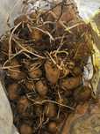 Продам семена картофеля ,(семенную картофель)