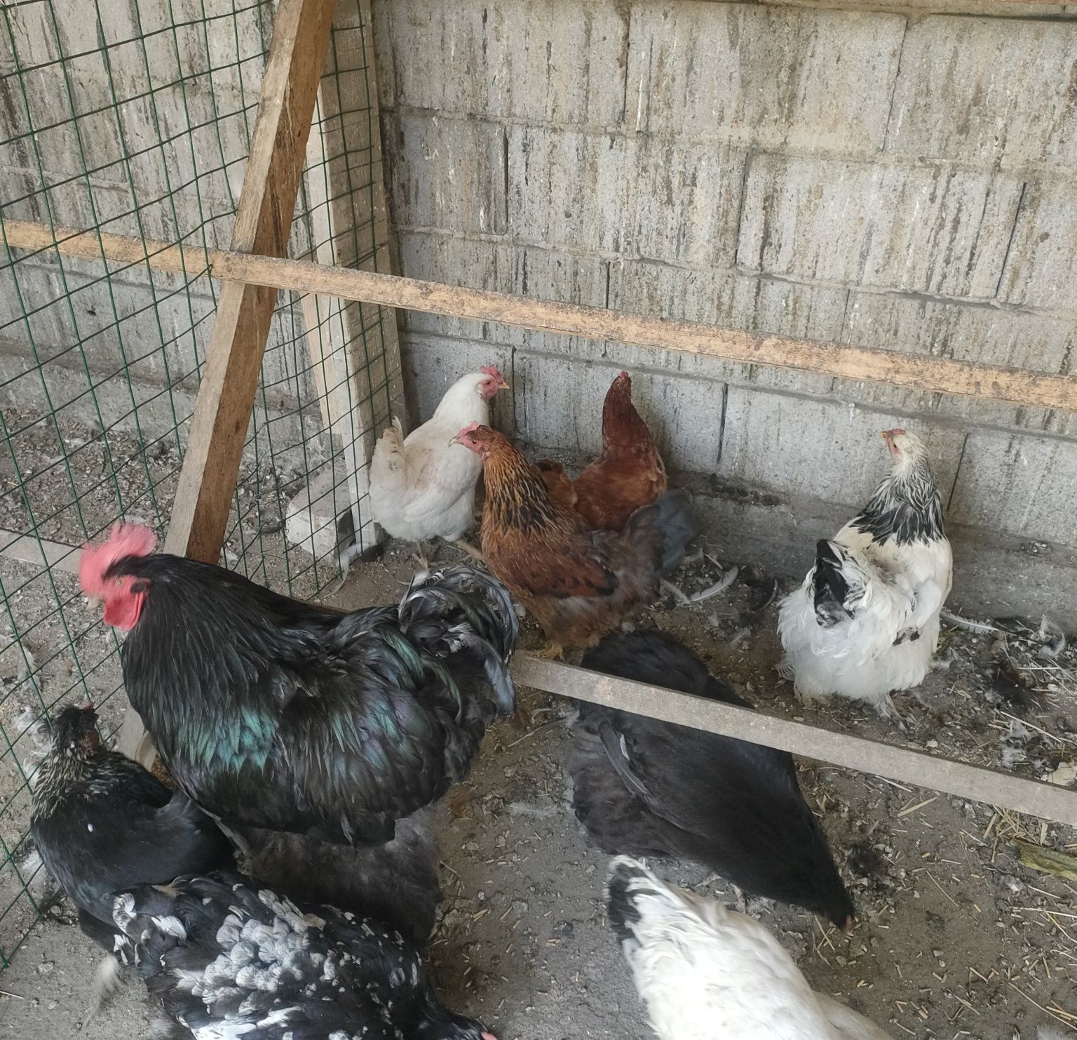 Продам Курей 5 штук.