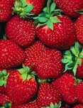 Продам дачную клубнику вишню смородину малину