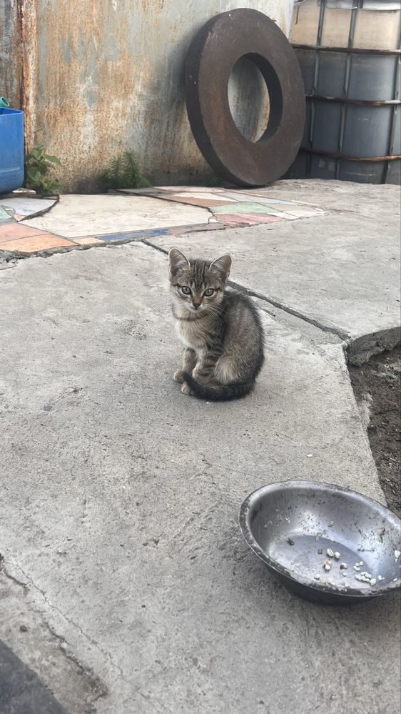Отдам в хорошие руки 2котят