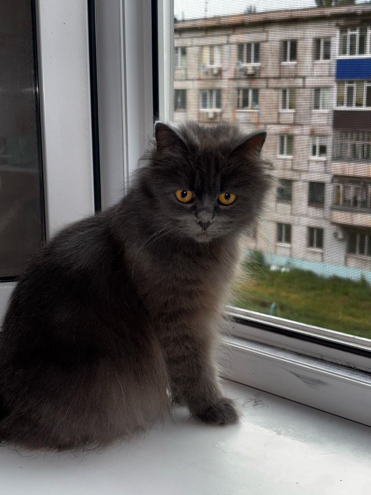 Продам пушистых сереньких котят
