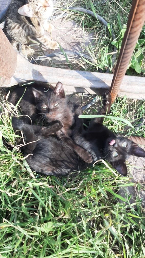 Котята бесплатно