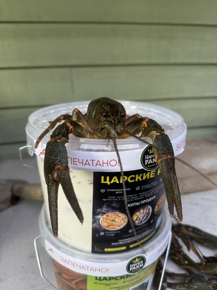 Свежесвареные, ароматные и горячие раки ждут Вас!