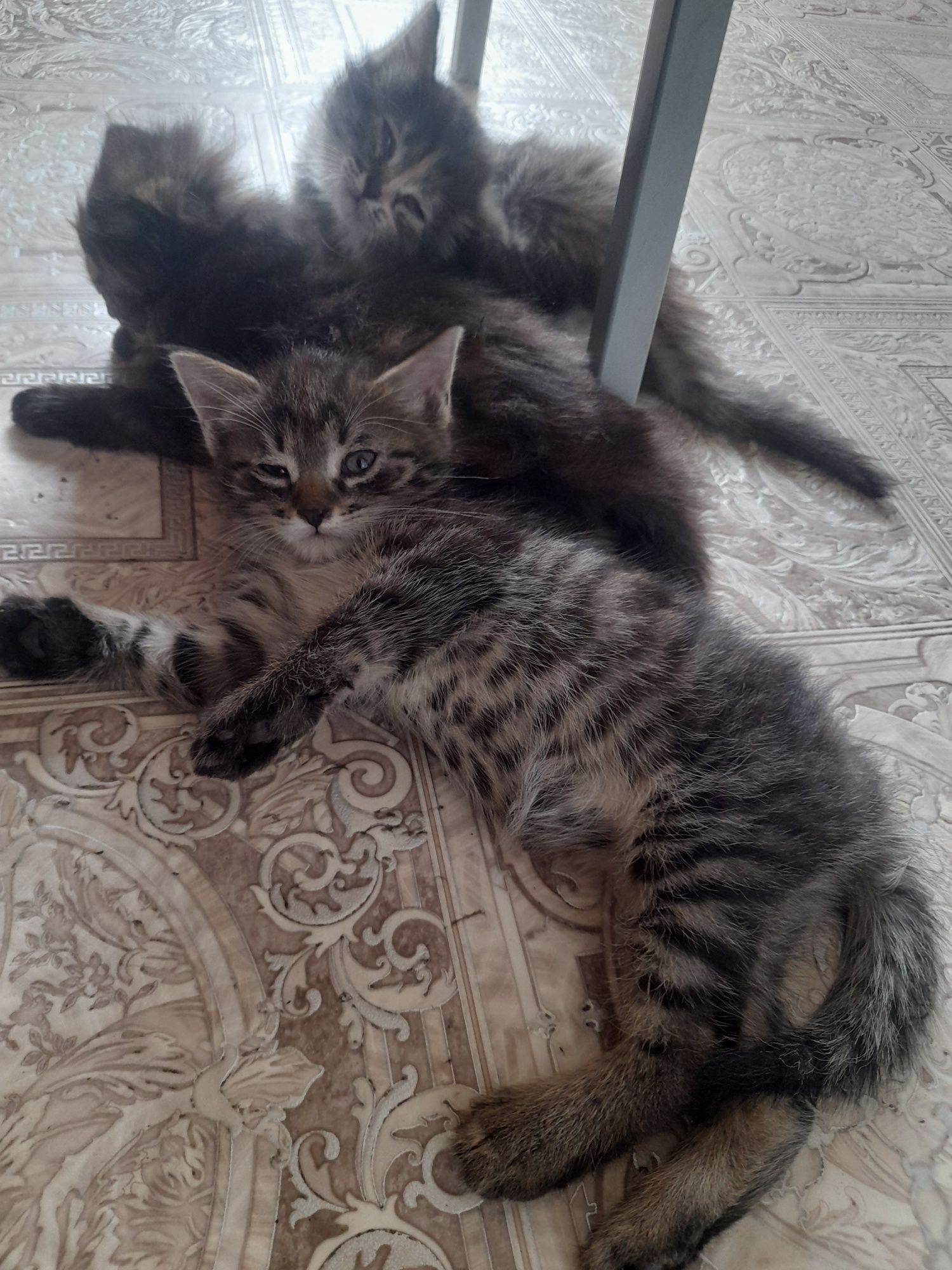 Отдам в добрые ручки котят