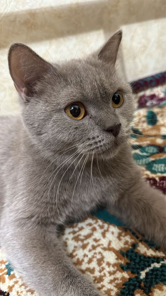 Отдам кошку бесплатно