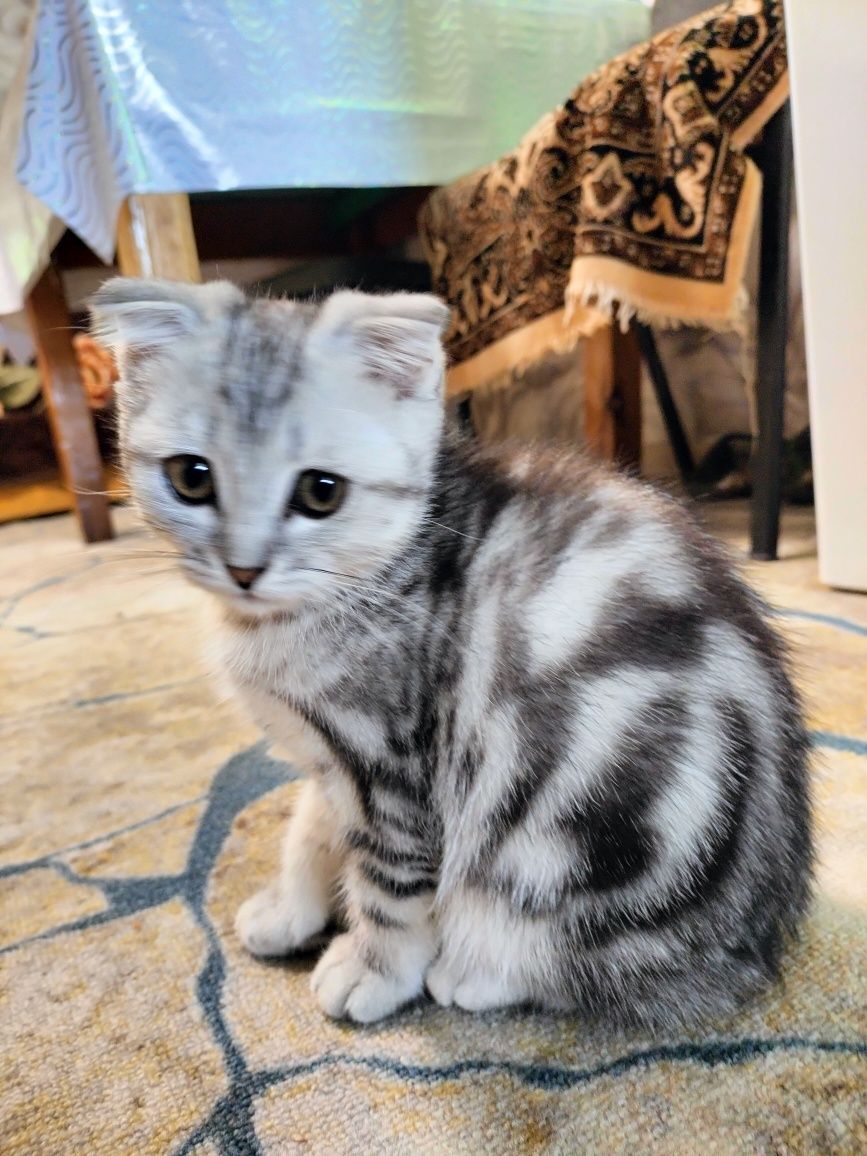 Продам котенка вислоухий британец