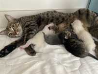 Продаю котят бронь 5к